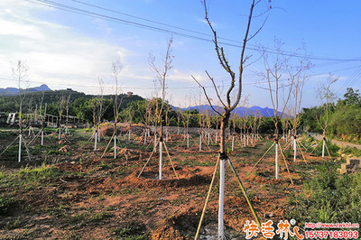 树干涂白剂的价格分析与市场参考