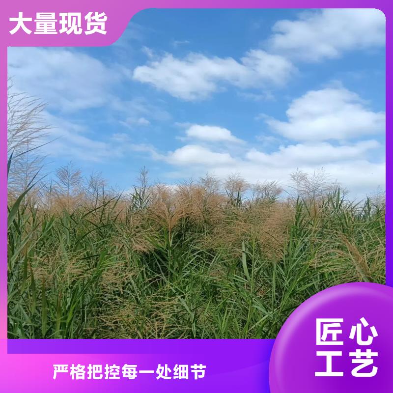 芦苇苗与芦苇种子工厂价格及园林绿化应用指南