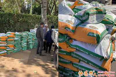 园林绿化用的树木涂白剂哪里买？这些渠道你一定要知道