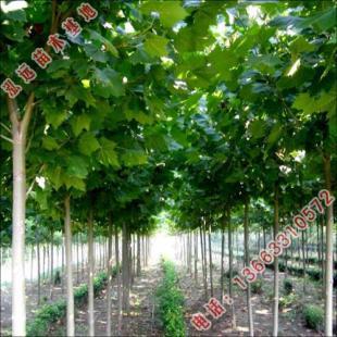 河北省泓远 专注园林绿化苗木与农副产品，打造生态绿色未来——世界工厂网优质供应商