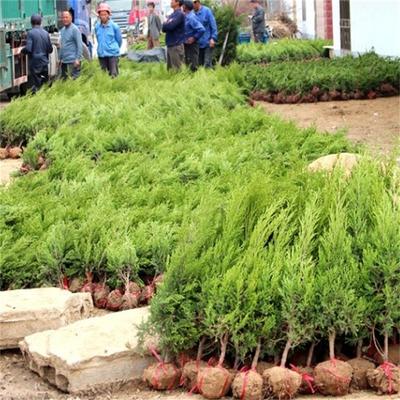 50公分60公分沙地柏价格_产地现在行情