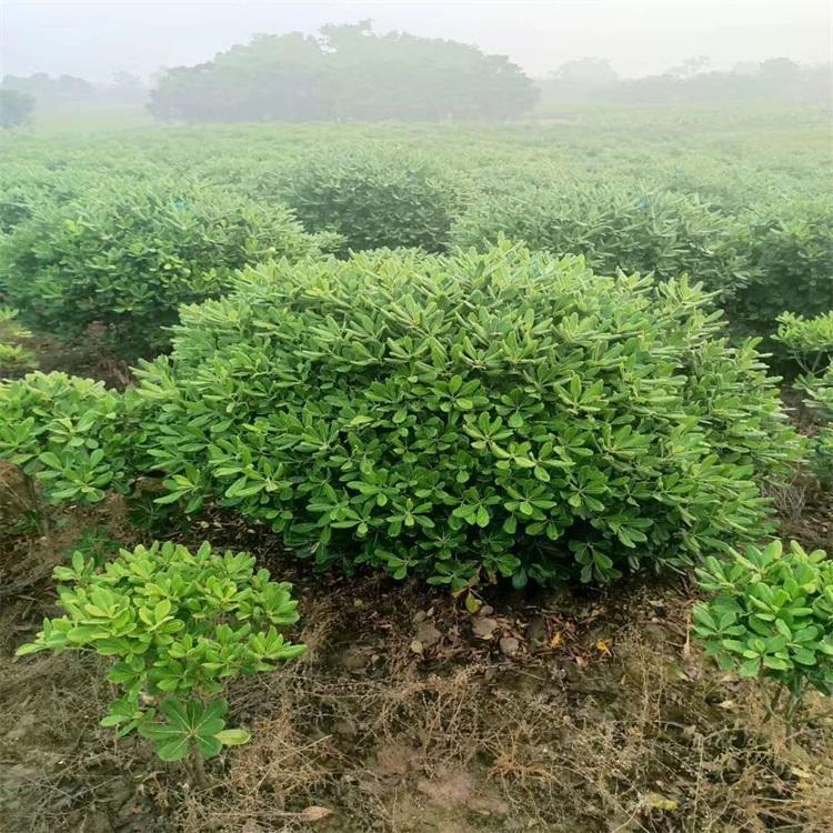海桐球苗圃直供——球形饱满的园林绿化首选灌木球